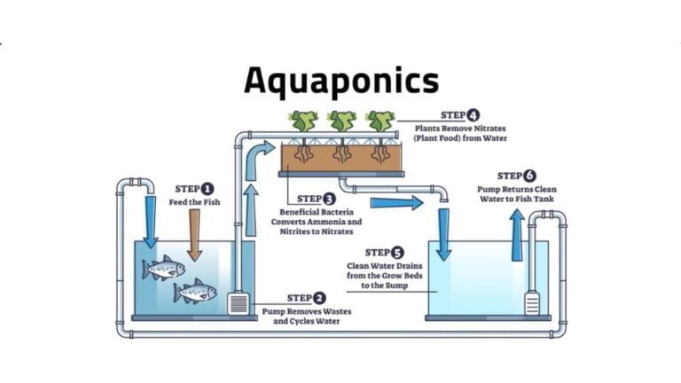 Differences Between Hydroponics And Aquaponics Find Out More