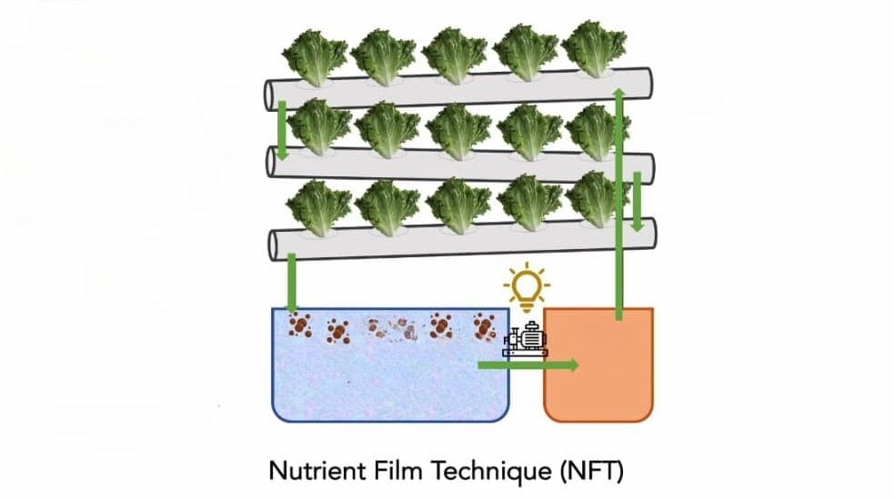 Nutrient Film Technique Sustainable Gardening With Nft System