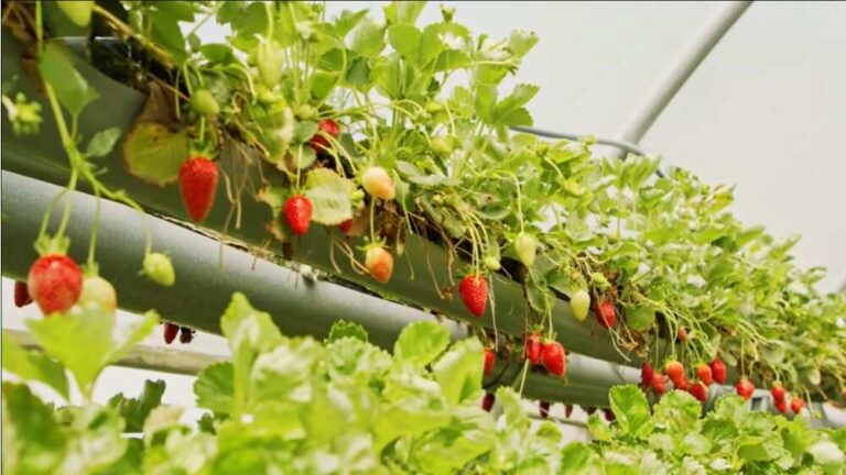 Hydroponic Strawberries Meaning And Comparison With Soil-grown