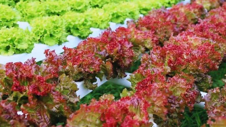 10 Pro Tips for Optimizing Your Horizontal Hydroponic System