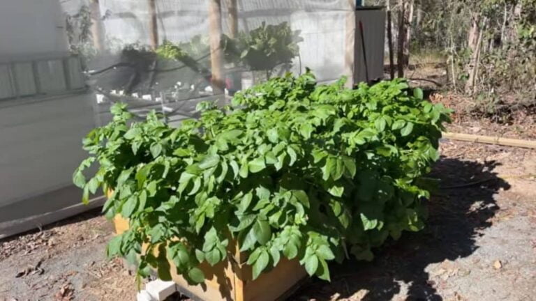 Hydroponic Potatoes: The Answer To Sustainable Farming?