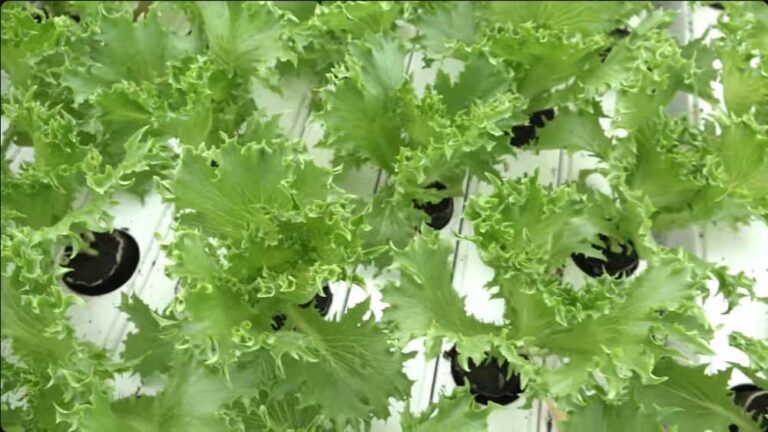 Are Hydroponic Vegetables Healthy? The Science-Backed Truth