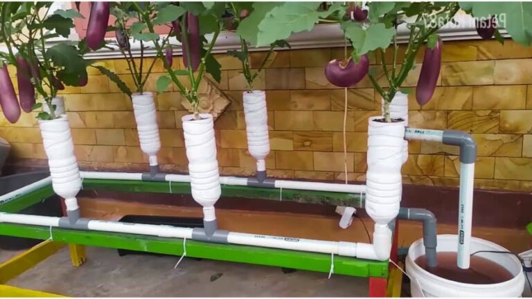 Ebb and Flood Hydroponics: Efficient Gardening Method