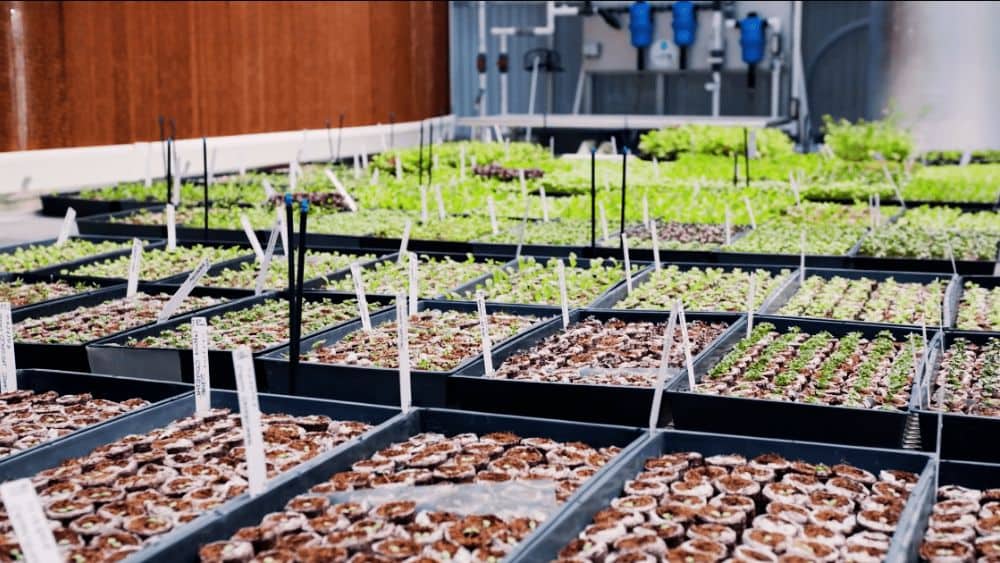 The Essential Guide to Transplanting Hydroponic Plants to Soil