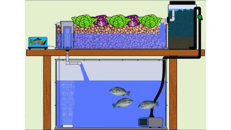 Hydroponics Made Easy: Fish And Plants Thrive Together