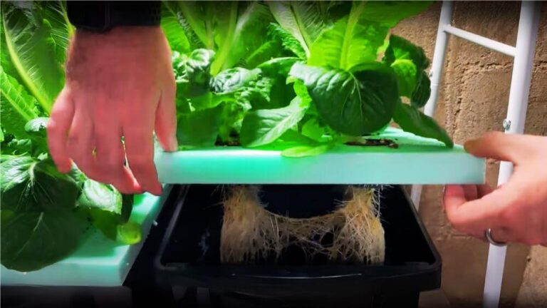 Grow kratky hydroponics lettuce