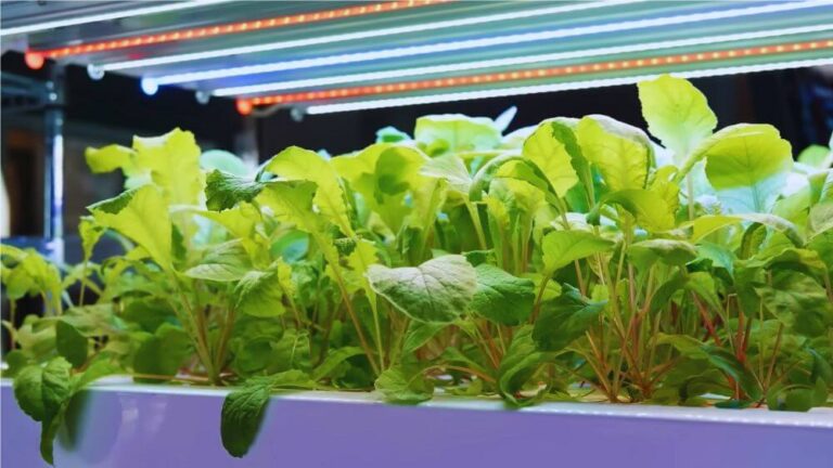 Kratky Method Hydroponics Indoor Gardening