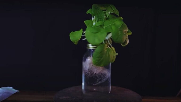 Kratky method plant root seen in a bottle