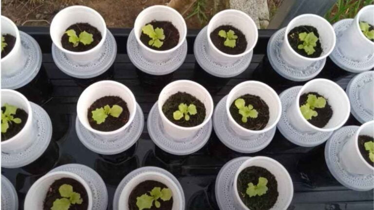 wick system hydroponic seedling
