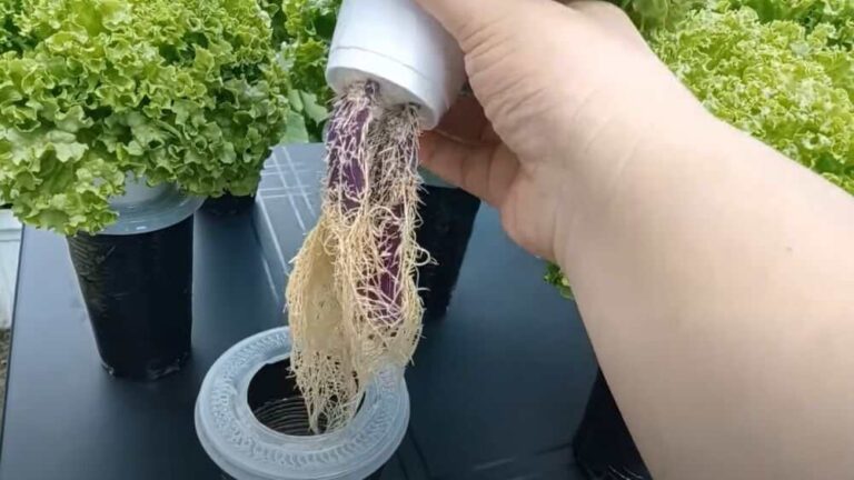 wick hydroponic system root