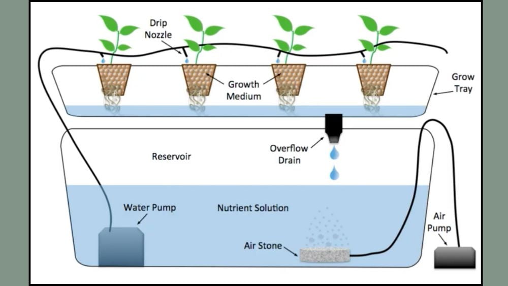 Top 6 Types of Hydroponics: Which System is Best for You?